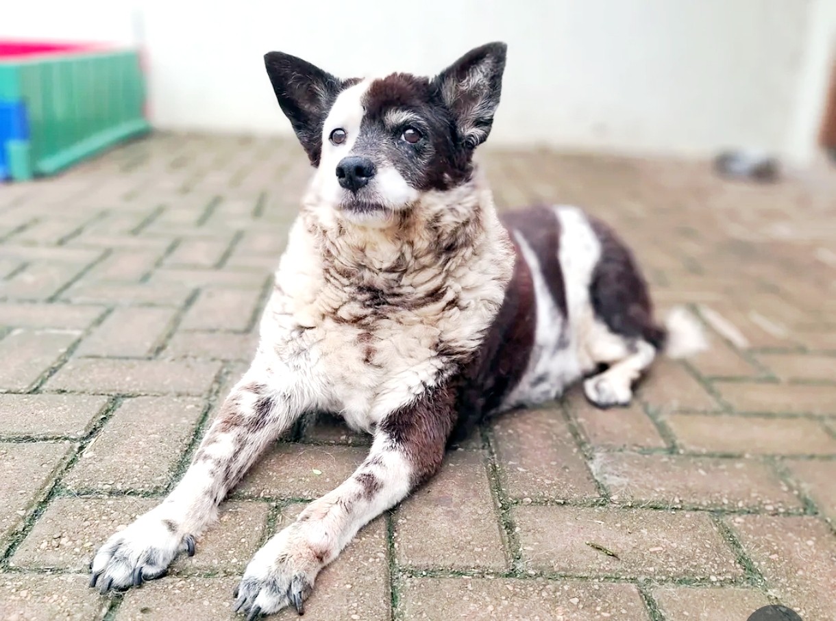 O que os animais nos dizem quando param de latir: lições com a Olívia
