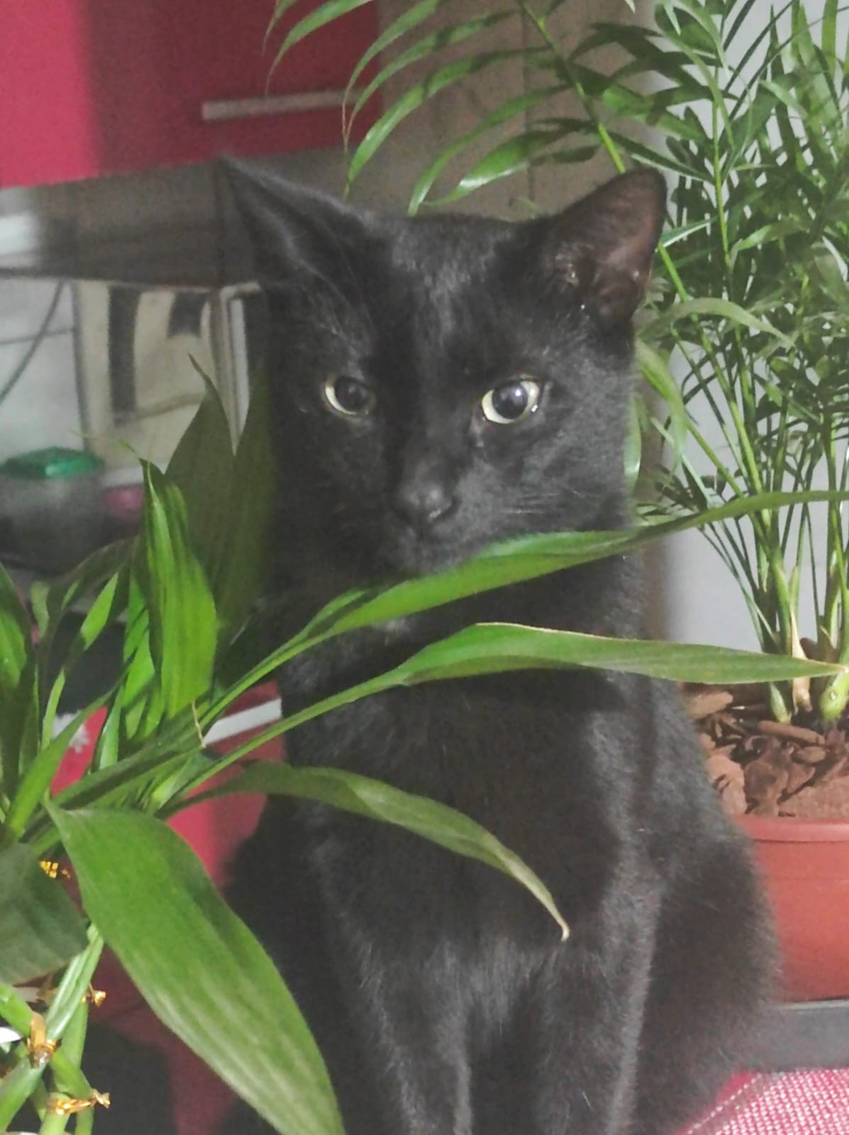 Plantas seguras para pets e crianças: como escolher