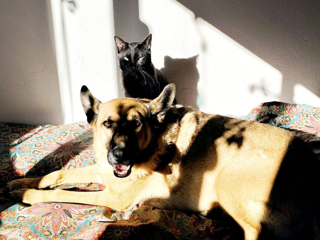 Cão e gato juntos aproveitando o sol da manhã que entra pela janela, mostrando cuidado com os pets durante o inverno