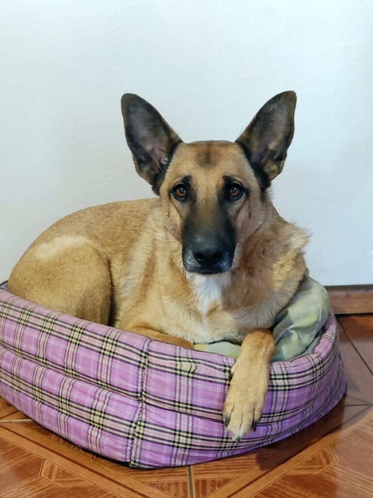 Cuidado com os cães no inverno: Mazikeen descansando em caminha pequena demais.