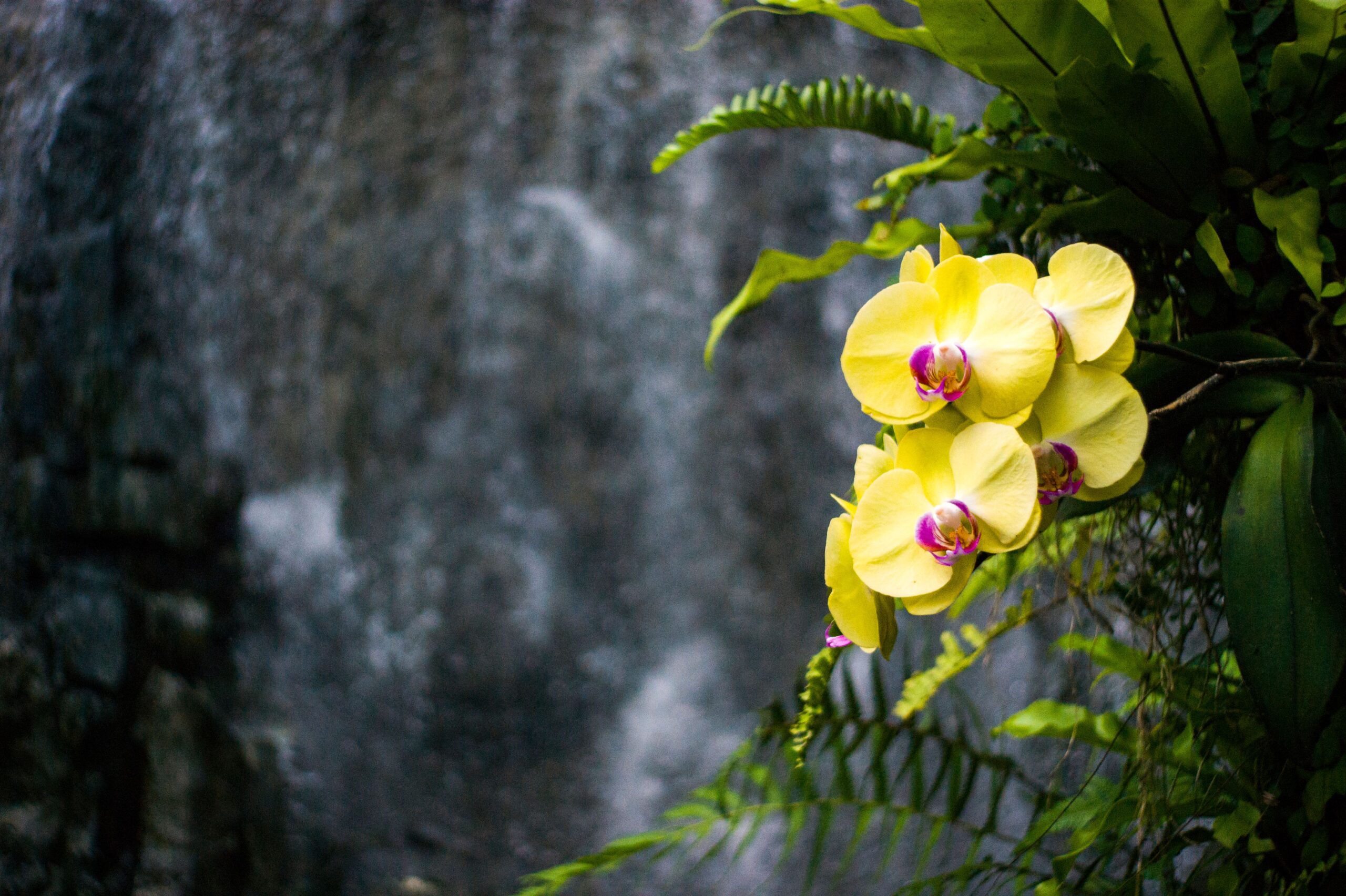 O lugar do florescer: as plantas e a nossa rede de apoio