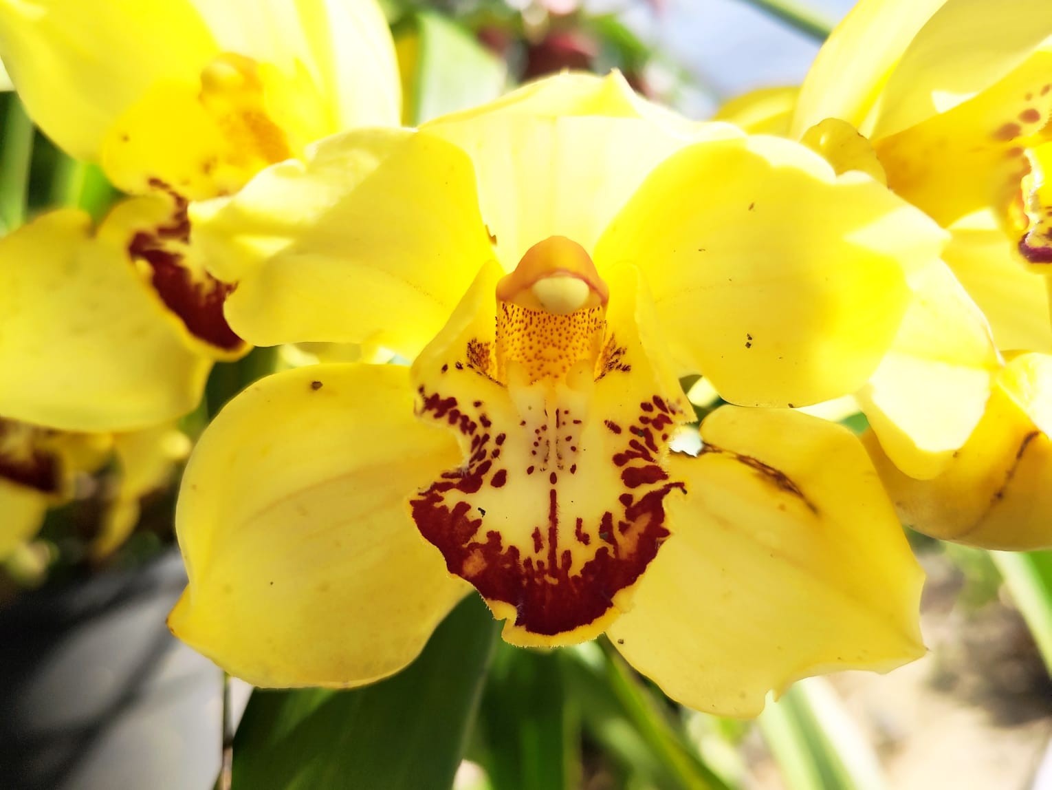 O sol do inverno e a orquídea amarela: o valor de habitar a própria vida