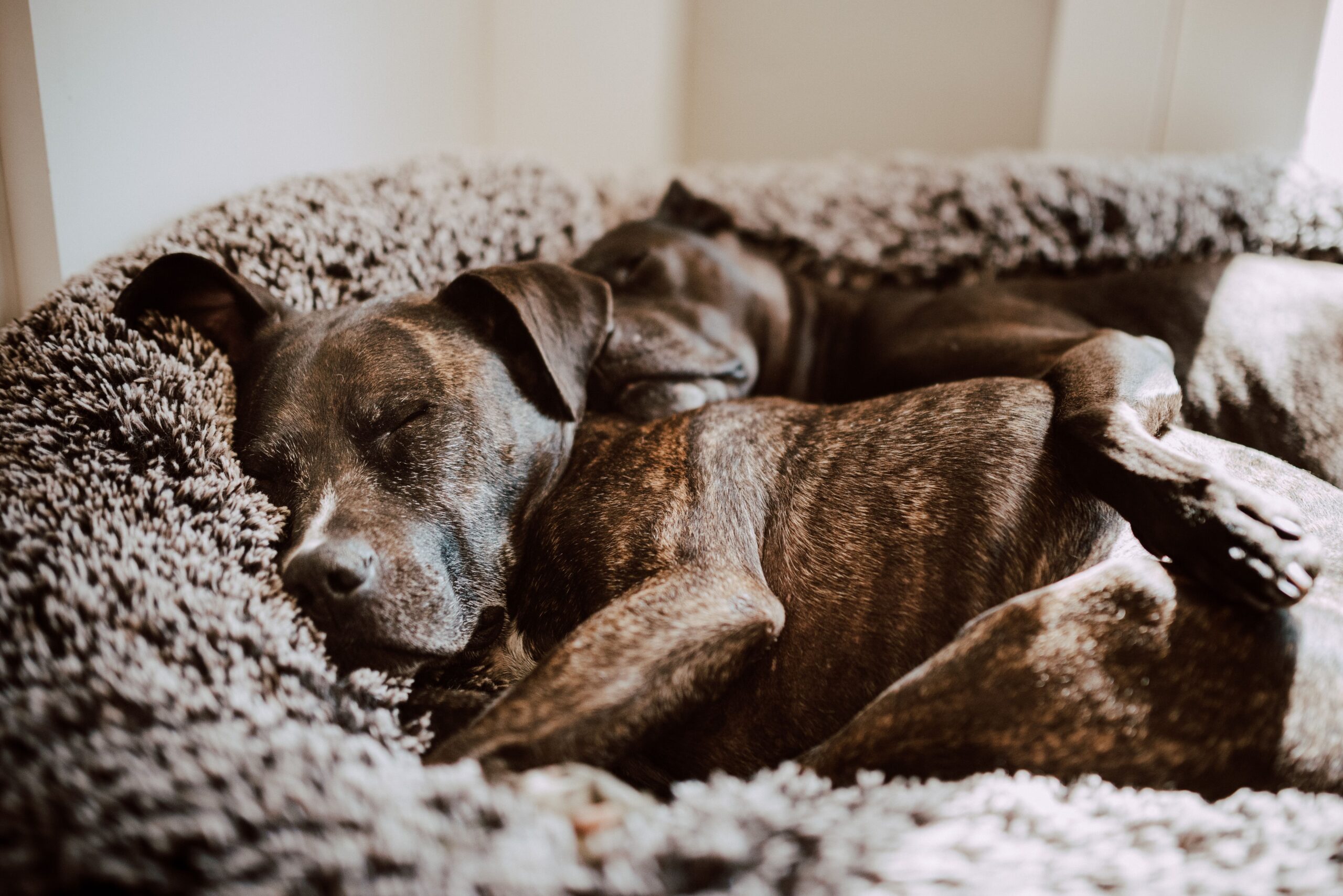 Do atrito ao aconchego: as surpresas da convivência com pets